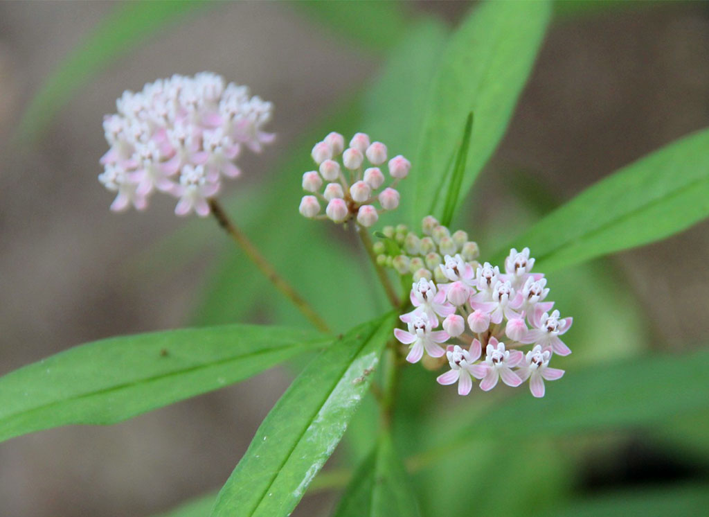 Aquatic milkweeds have pink or purple flowers and are important for monarch butterflies, providing food for their larvae. They grow in wetlands and help support monarch migration.