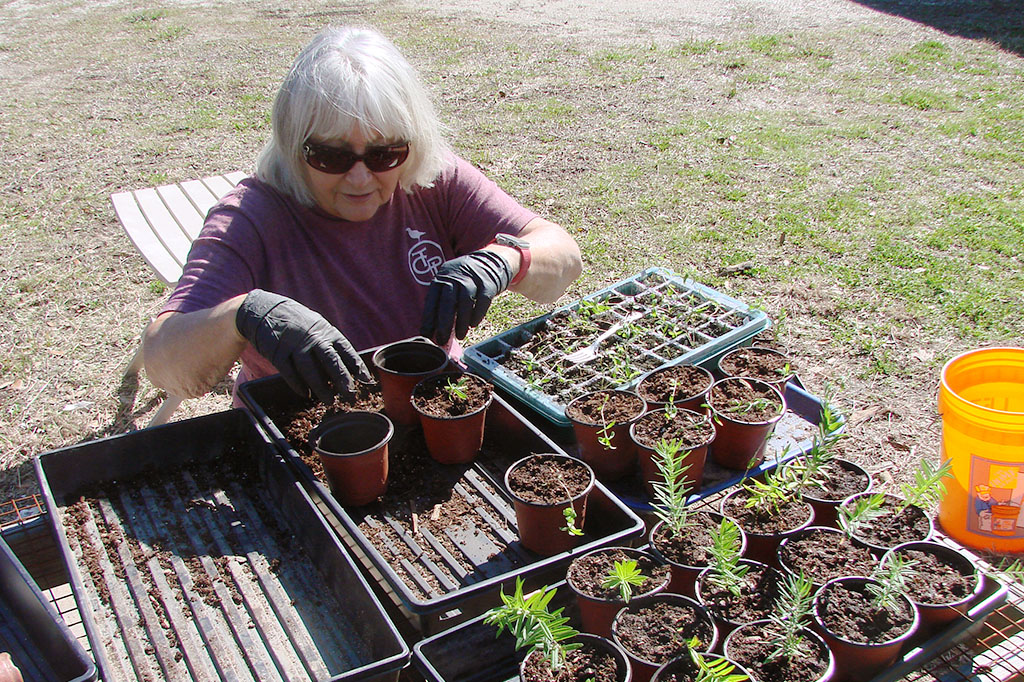 Chris Anastas “potting up” Asclepias viridis (green milkweed) seedlings into larger pots.
