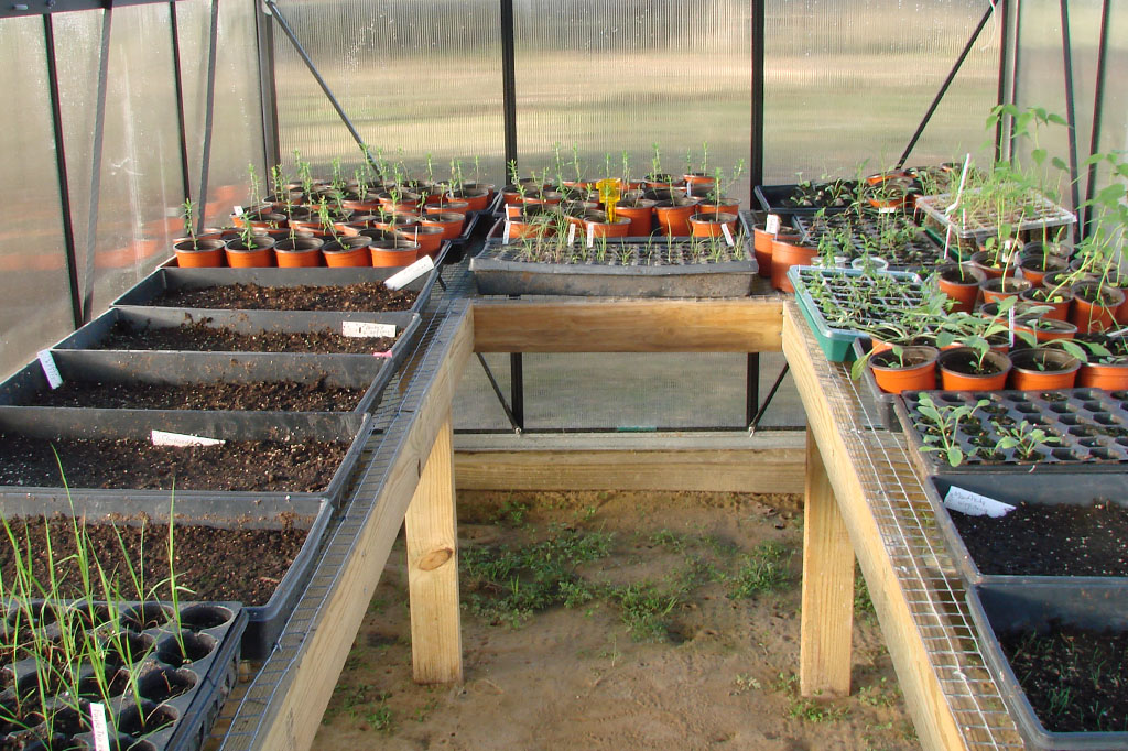 Inside of greenhouse.
