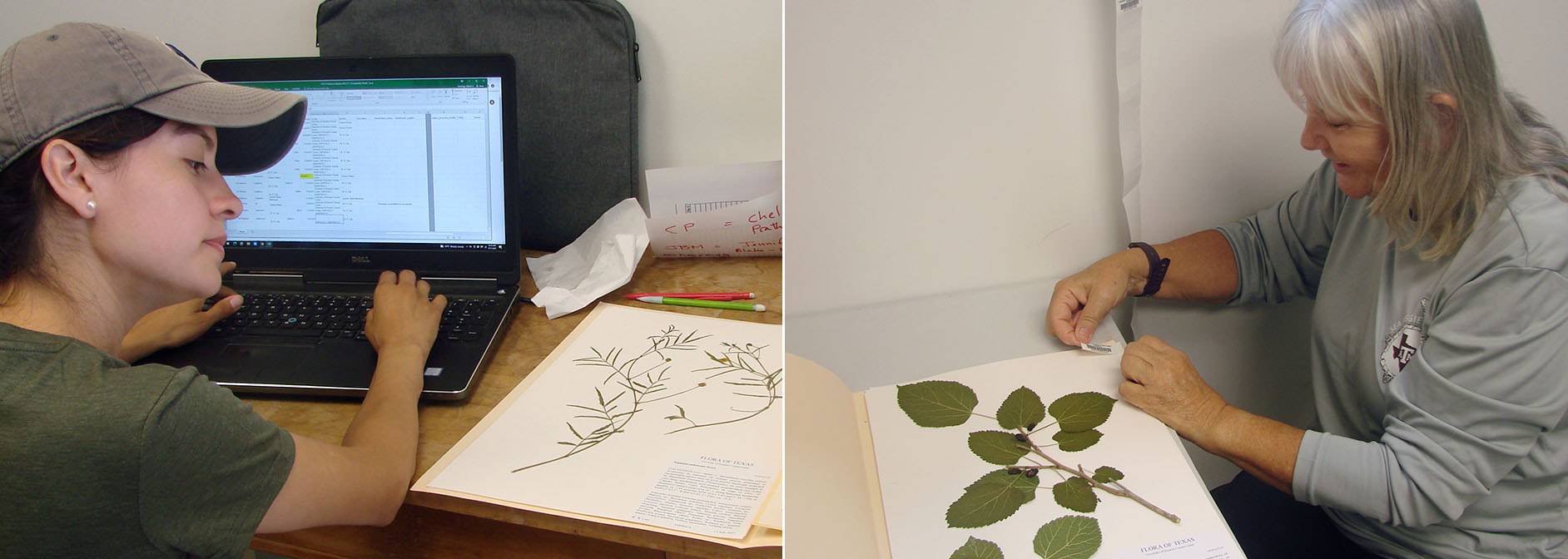 Herbarium volunteers.