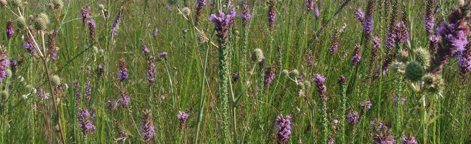Prairie gayfeather/Blazing star (Liatris pycnostachya) and Rattlesnake master (Eryngium yuccifolium).