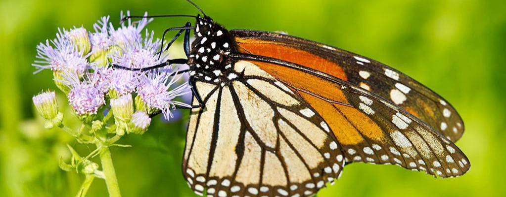 Monarch butterfly on a milkweed.