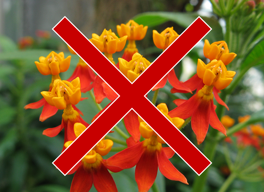 Non-native tropical milkweeds have bright orange or red flowers. While they offer a year-round food source, they can disrupt monarch migration if left in warm climates.