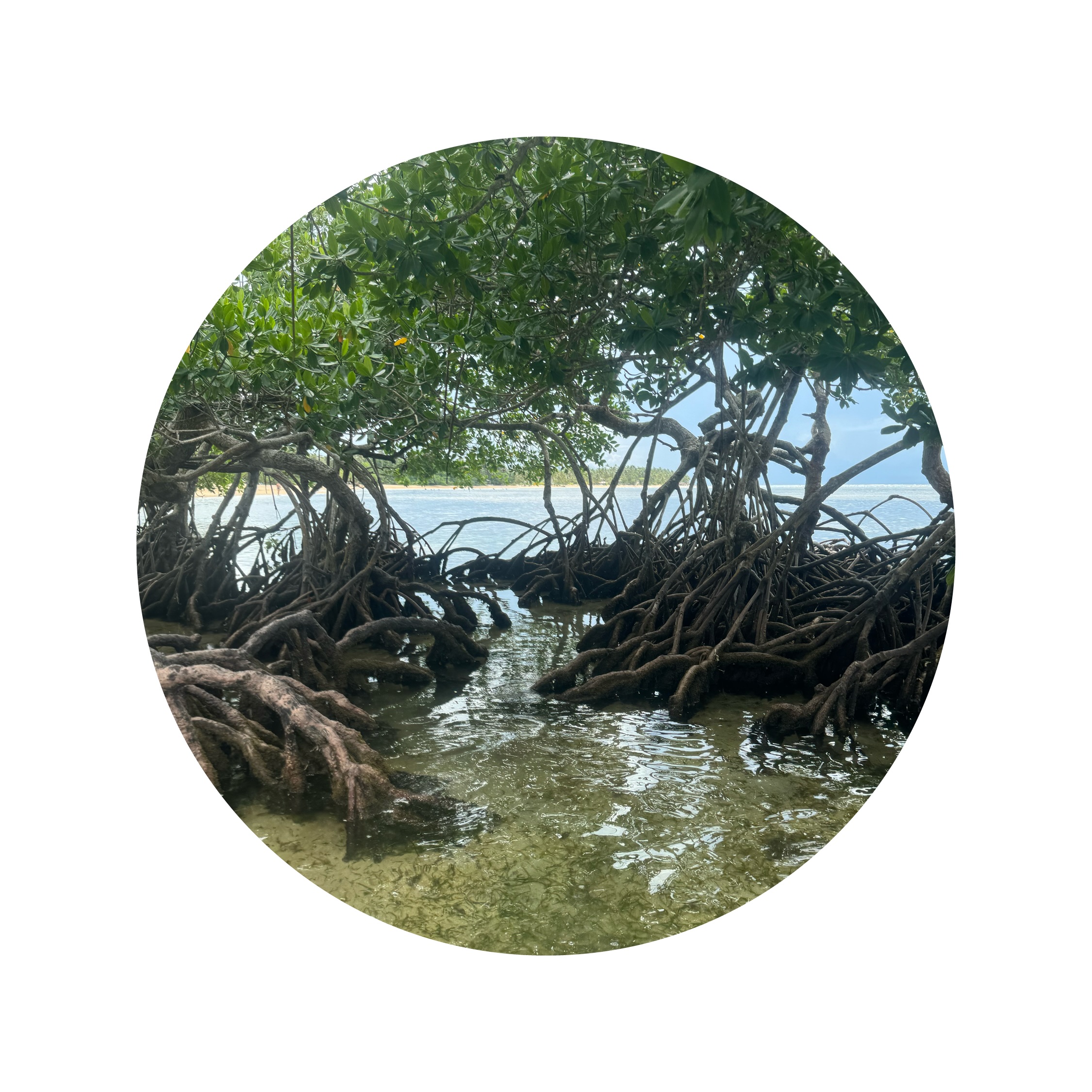 mangroves in the DR