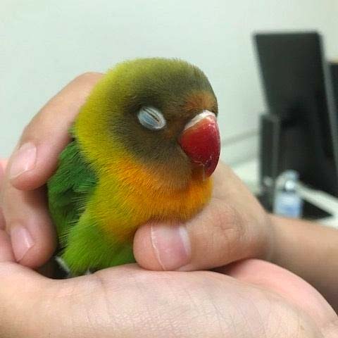 A green and yellow Fischer's lovebird held by hands