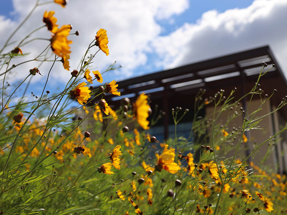 A close up of yellow flowers with the blurred image of a building in the background