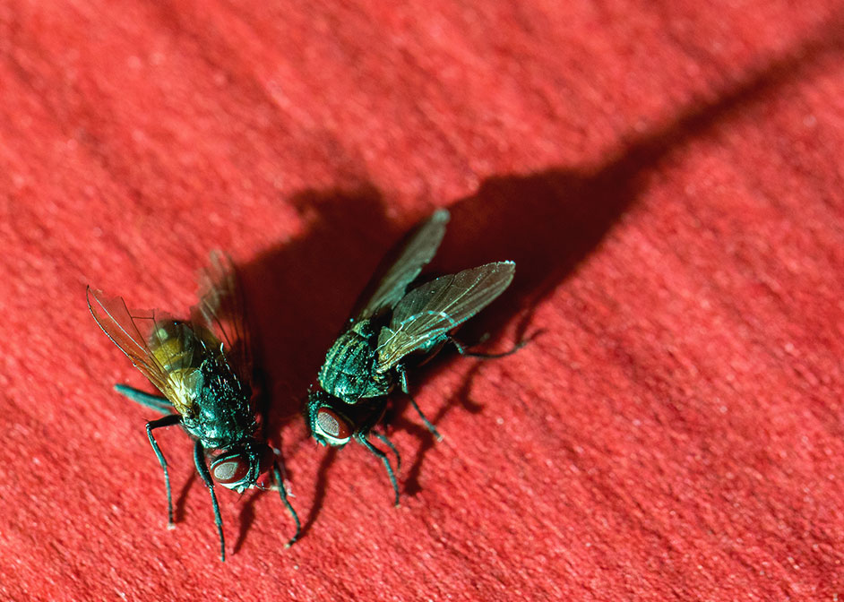 House Flies