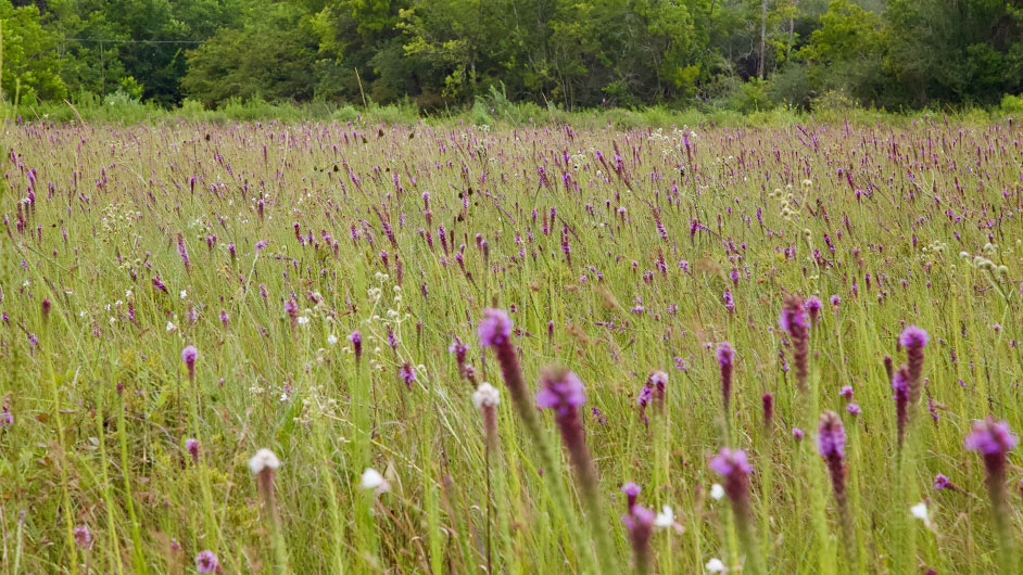 Liatris Field